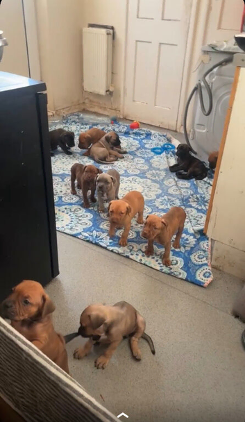 Came corso x bullmastiff puppies for sale