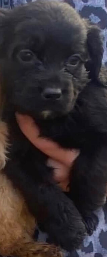 2 Beautiful Black Very Curly Cockapoos