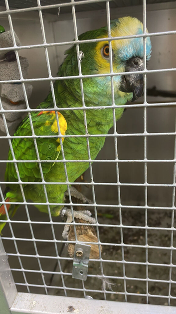 Female breeding blue fronted Amazon
