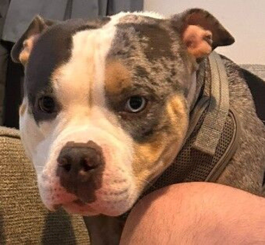 Pocket bully