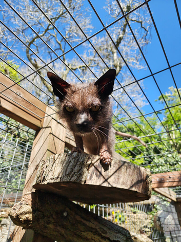 Exceptional Adult Lykoi Boy Seeking Loving Home &ndash; &ldquo;Wilf&rdquo; &ndash; 5.5 Years