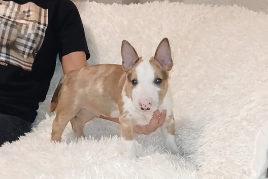 Miniature English Bull terrier
