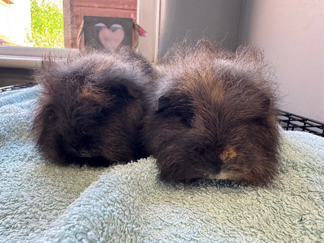 8 week old pure bred Swiss brothers