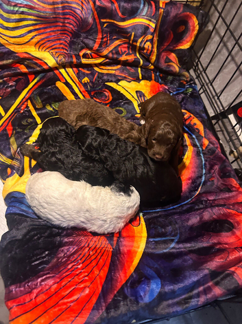 5 GORGEOUS F1B cockapoos. LAST BOY LEFT!!