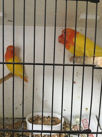 Opaline Fischer lovebirds.