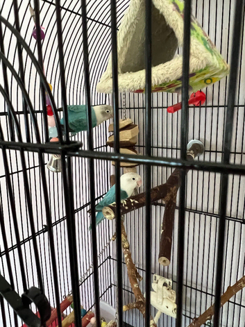 Pair of Fischer love birds for sale