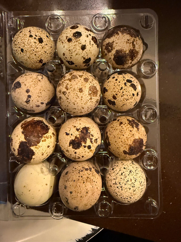 Fertile jumbo coturnix eggs