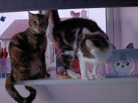Cats
