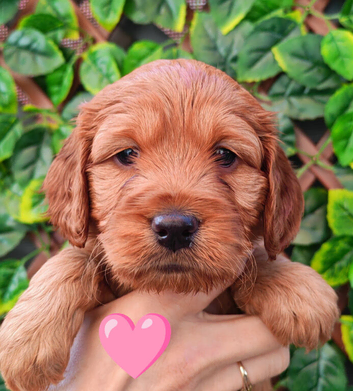 F1 Cockapoo puppies fully DNA tested parents
