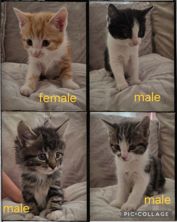 kittens for sale