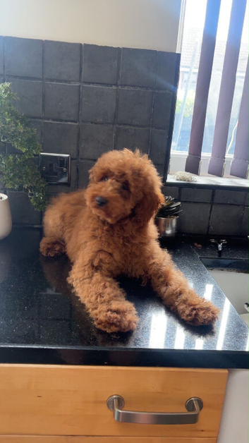Gorgeous red minature poodle boy