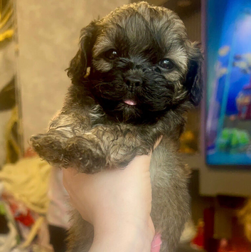 Shihpoo Very unique rare colours only 3 left