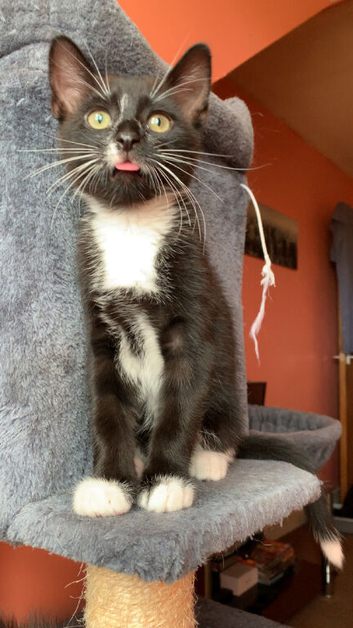 Kittens