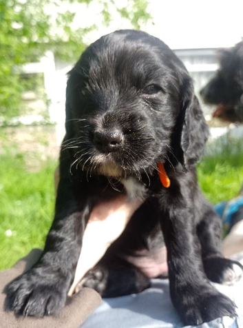 Delightful Cockerpoo Puppies for sale to good forever home