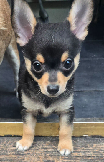 Puppys sale