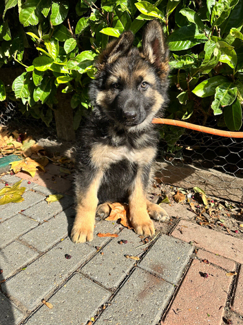 GORGEOUS LITTER OF GERMAN SHEPHERD PUPPIES