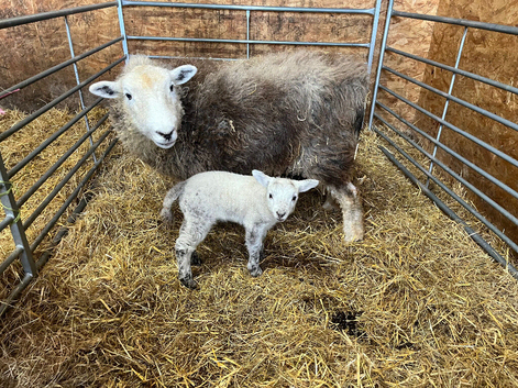 2 year old Herdwick ewe with Blue Texel ewe lamb at foot Llandysul