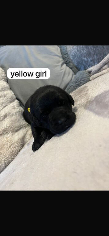 beautiful black labrador puppies