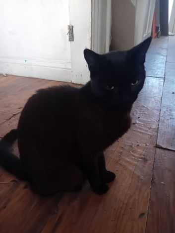 Nibbles girl black cat looking for a loving home