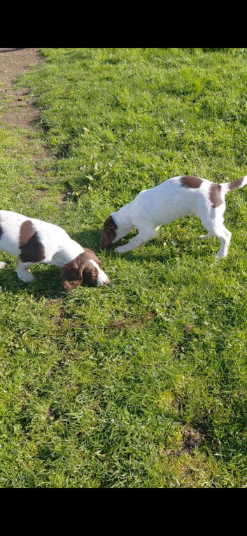 English Springer spaniel pups