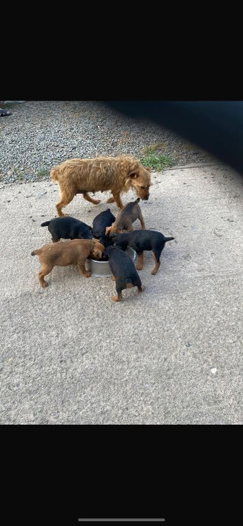 Pups for sale