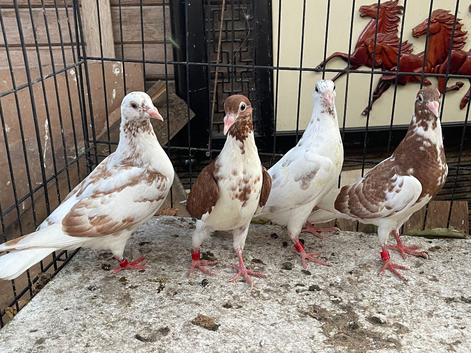 Top LONG destination racers pigeons for sale in Birmingham