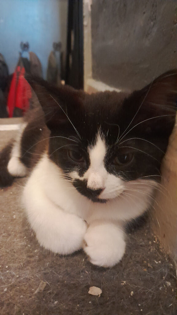 Kitten for sale