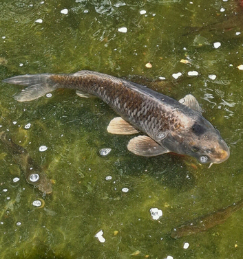 Various carp in Pond