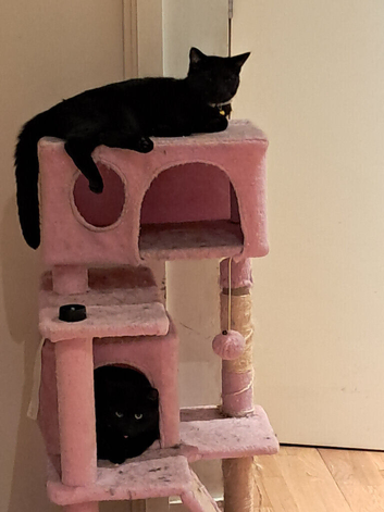 beautiful Burmese/ cross X2