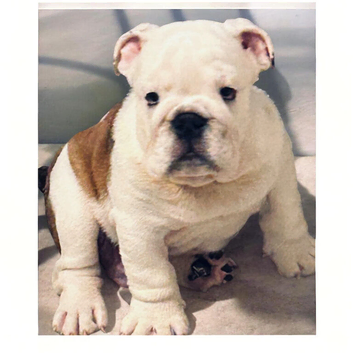 English bulldog gorgeous pups KC registered genuine breed colours
