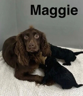 Maggie litter of 2 black girls and 1 black boy
