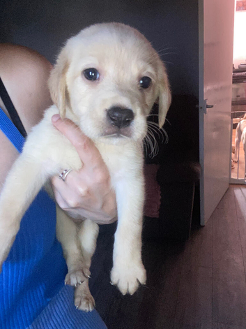 Labs READY NOW