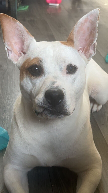 BelgianmalinoiXBulldog