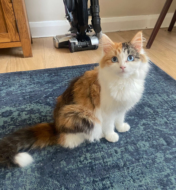 Beautiful female kitten