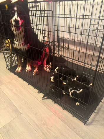 Beautiful Bernese Mountain Dog Puppies | 7 Girls & 1 Boy