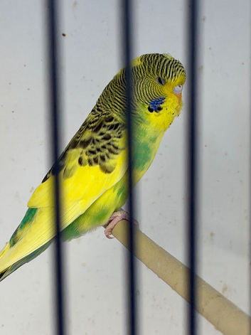 Lovely baby budgie