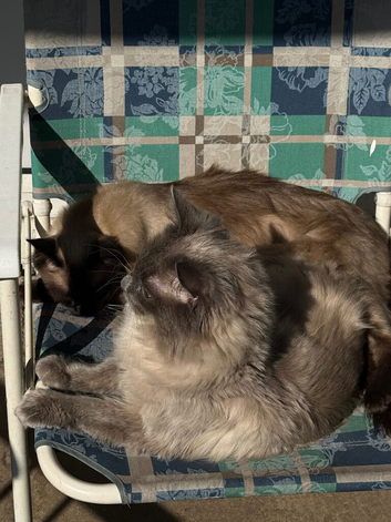 Blue point ragdoll male and female together