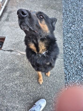 German shepard