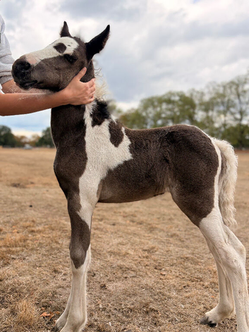 Connemara x Hackney filly available at weaning.