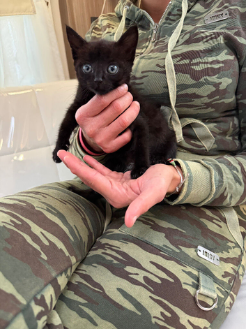 Kittens ready looking for forever home