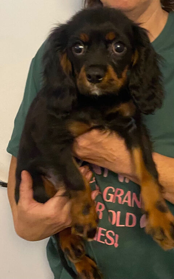 K.C Registered Black and Tan boy puppy