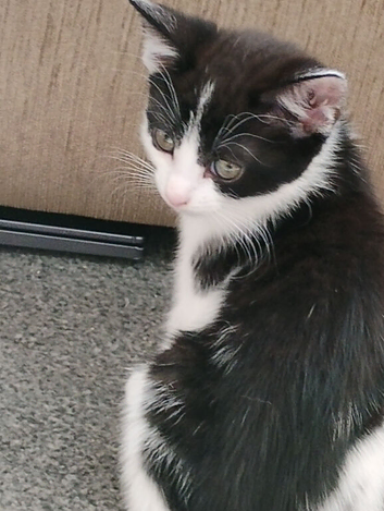 2 lovely black and white kittens for sale