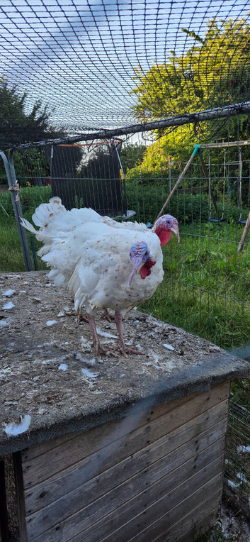 Cockerels and turkey stag for sale.