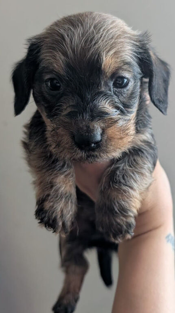 Kc Miniature wire haired dachshund pups