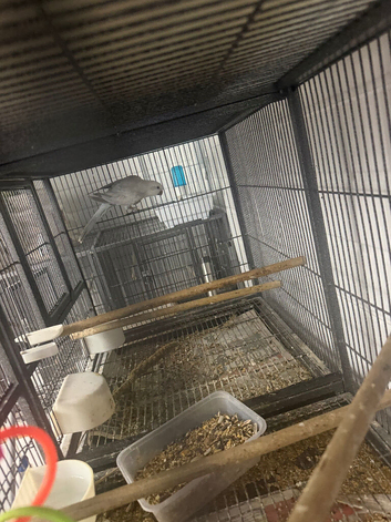 Pale white/blue quacker hen