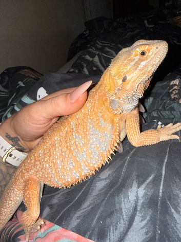 6 month old bearded dragon with vivarium and all accessories