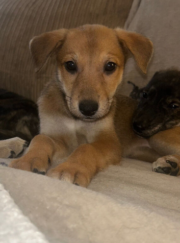 LURCHER PUPPIES