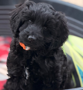 Reduced Australian Labradoodle pup (black girl)