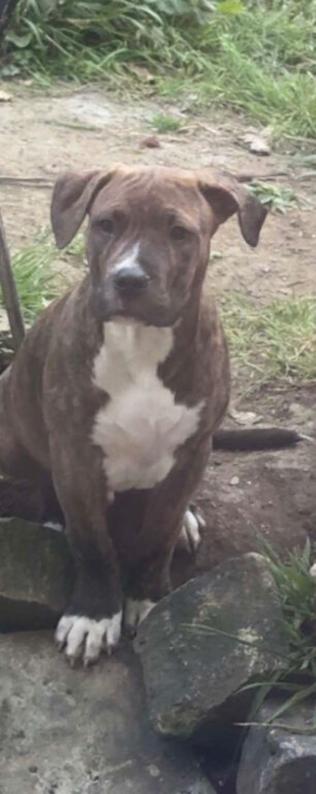 16 week old presa canario has had all jabs!