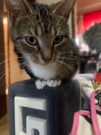 Gorgeous 2-Year-Old Tabby & White Domestic Shorthair &ndash; Super Well behaved, Affectionate & Loving